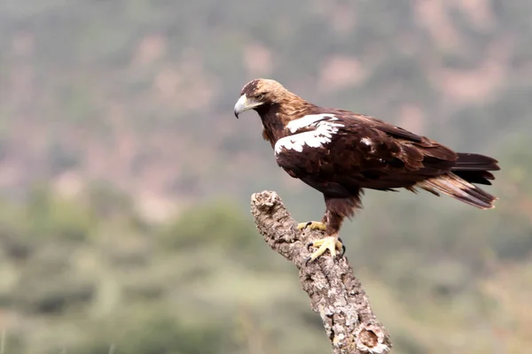 Águila Imperial Española Macho Adulto Bosque Mediterráneo Día Ventoso — Foto de Stock