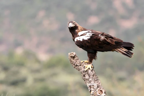 Ισπανικό Imperial Eagle Ενήλικο Αρσενικό Ένα Μεσογειακό Δάσος Μια Θυελλώδη — Φωτογραφία Αρχείου