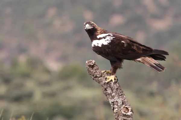 Águila Imperial Española Macho Adulto Bosque Mediterráneo Día Ventoso —  Fotos de Stock