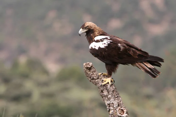 Aigle Impérial Espagnol Mâle Adulte Dans Une Forêt Méditerranéenne Par — Photo