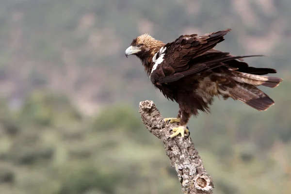 Águila Imperial Española Macho Adulto Bosque Mediterráneo Día Ventoso —  Fotos de Stock