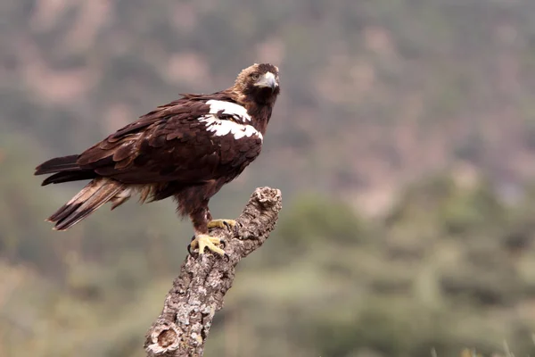Espanhol Imperial Eagle Adulto Macho Uma Floresta Mediterrânea Dia Ventoso — Fotografia de Stock
