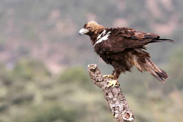 Ισπανικό Imperial Eagle Ενήλικο Αρσενικό Ένα Μεσογειακό Δάσος Μια Θυελλώδη — Φωτογραφία Αρχείου