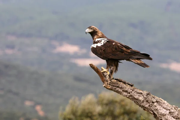 Spanische Kaiseradlermännchen Einem Mediterranen Wald Einem Windigen Tag — Stockfoto