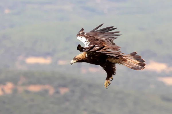 Ισπανικό Imperial Eagle Ενήλικα Αρσενικά Πετούν Μια Συννεφιασμένη Μέρα Πολύ — Φωτογραφία Αρχείου
