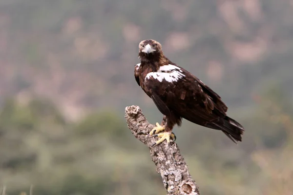 Espanhol Imperial Eagle Adulto Macho Uma Floresta Mediterrânea Dia Ventoso — Fotografia de Stock