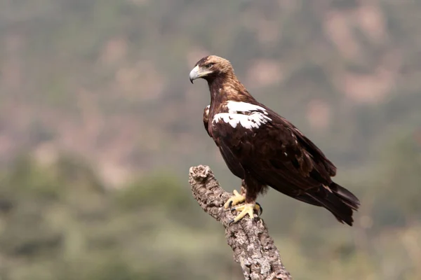 Espanhol Imperial Eagle Adulto Macho Uma Floresta Mediterrânea Dia Ventoso — Fotografia de Stock