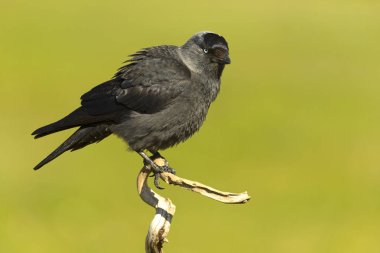 Akdeniz bozkırlarındaki topraklarında şafak vakti batılı karga yavrusu.