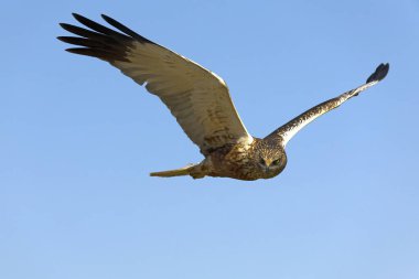 Bahar gününün ilk ışıklarıyla bataklık bölgesindeki erkek bataklık limanı.