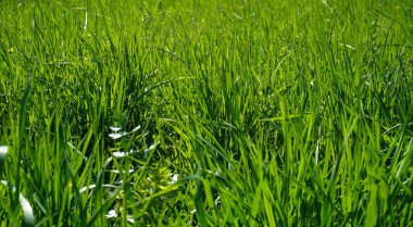 yeşil çim çimen portre