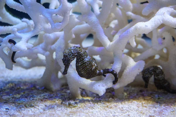 Hippocampus Hippocampus Yüzme