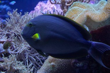 Kole Tang, benekli surgeonfish, Goldring surgeonfish
