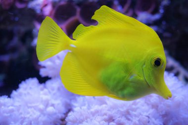 Sarı tang zebrasoma tuzlu su akvaryum balık