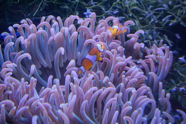Palyaço balık deniz anemone mercan karanlık ışık akvaryumda ile