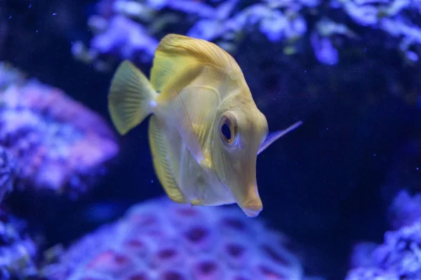 Sarı tang zebrasoma tuzlu su akvaryum balık