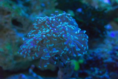 Deniz anemone akvaryum