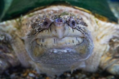 Timsah yapışma kaplumbağa, Macrochelys temmincki