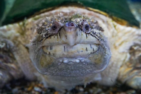 Timsah yapışma kaplumbağa, Macrochelys temmincki — Stok fotoğraf