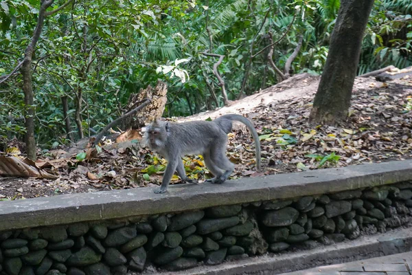 Monkey walking on the ground