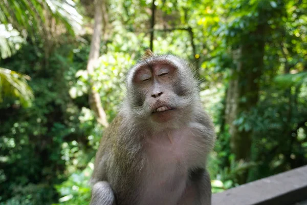 Een schattige MAKA aap met een goede tijd op een bankje, terwijl poseren voor de camera in Ubud, Bali — Stockfoto