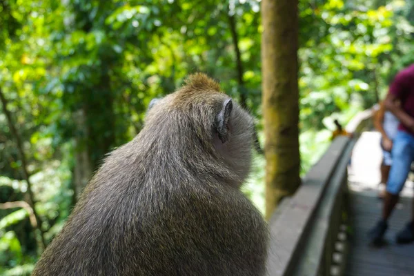 Un adorable singe macaque passe un bon moment sur un banc, tout en posant pour la caméra à Ubud, Bali — Photo