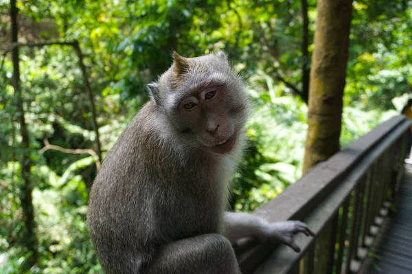 Een schattige MAKA aap met een goede tijd op een bankje, terwijl poseren voor de camera in Ubud, Bali — Stockfoto