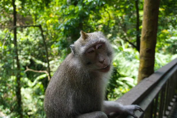 Ubud, Bali kamera için poz verirken, bir tezgah üzerinde iyi bir zaman sahip bir sevimli makak maymun