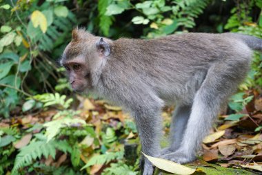 Monkey at Sacred Monkey Forest, Ubud, Bali
