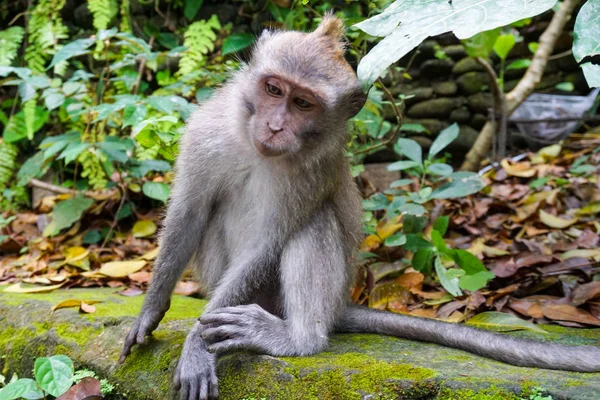 Monkey at Sacred Monkey Forest, Ubud, Bali