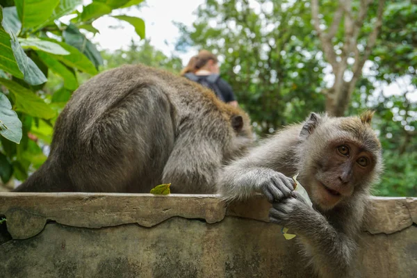 Twee apen helpt om zich te ontdoen van vlooien naar de andere, Bali — Stockfoto