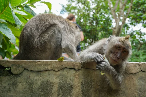 Dos monos ayudan a deshacerse de las pulgas a otro, Bali — Foto de Stock