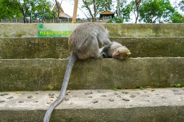 Dos monos ayudan a deshacerse de las pulgas a otro, Bali — Foto de Stock
