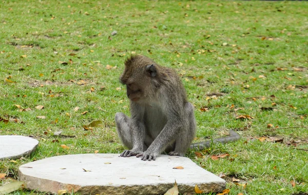Mono solitario macaco sentado en la gran piedra esperando a su amigo en el jardín — Foto de Stock