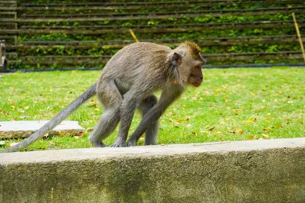 Μαϊμού Stand σε μεγάλη πέτρα προετοιμαστείτε για άλμα, Μπαλί Ινδονησία — Φωτογραφία Αρχείου