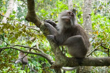 Macaque ağaçta oturuyor, Ubud 'da maymun ormanı, Bali