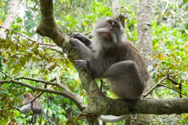 Macaque ağaçta oturuyor, Ubud 'da maymun ormanı, Bali