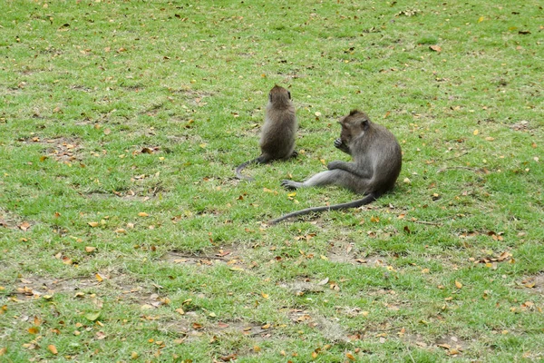 Kleine apen spelen op het gras. — Stockfoto