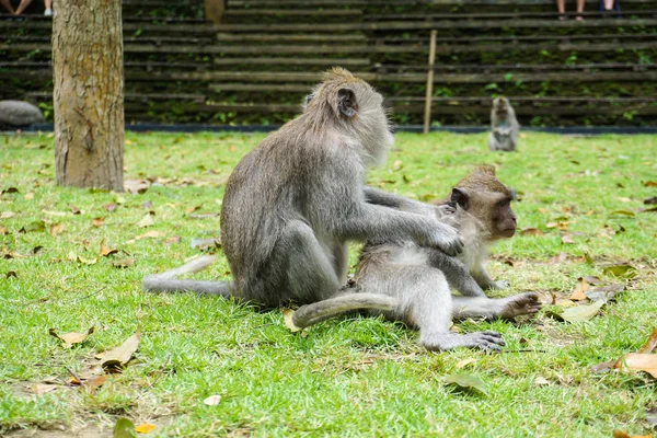 Dos monos ayudan a deshacerse de las pulgas a otro, Bali — Foto de Stock