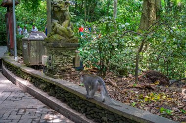 Beyaz arka plan üzerinde uzun boyun dinozor kafatası, fosil