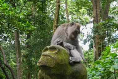 Kutsal maymun orman Ubud, Adası Bali, Endonezya, taş heykel üzerinde oturmak maymun