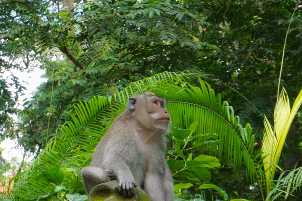 Μαϊμού κάθεται σε ένα πέτρινο γλυπτό στο ιερό monkey forest στο Ουμπούντ, Μπαλί, Ινδονησία νησί — Φωτογραφία Αρχείου