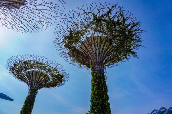 Singapur 'un güneyindeki körfezin yanındaki bahçede süper ağaçlar..