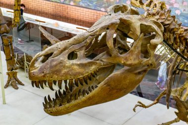İskelet yırtıcı etobur dinozor Tyrannosaurus. Paleontoloji Müzesi Moskova