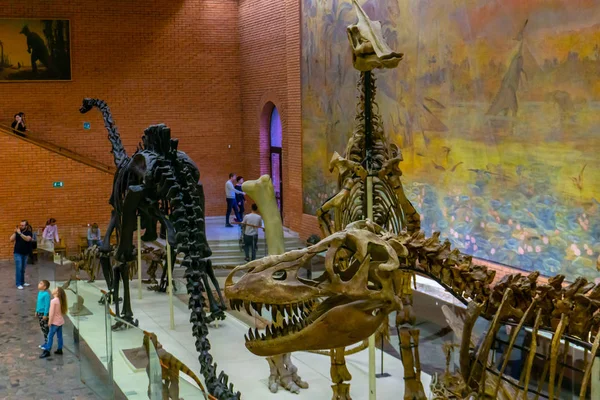 İskelet yırtıcı etobur dinozor Tyrannosaurus. Paleontoloji Müzesi Moskova