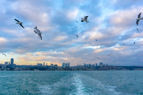 Gaviotas sobre el mar — Foto de Stock