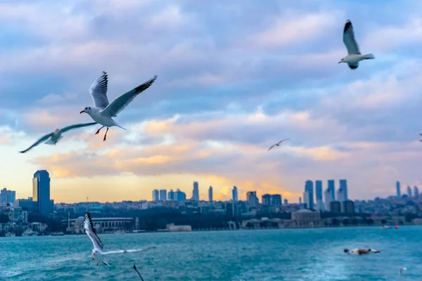 Gaviotas volando sobre el mar — Foto de Stock