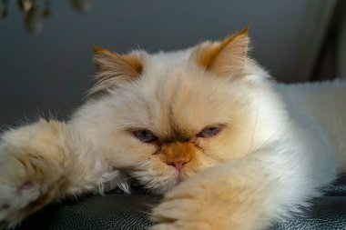 İranlı kedi kameraya bakarak bir kanepede oturuyor