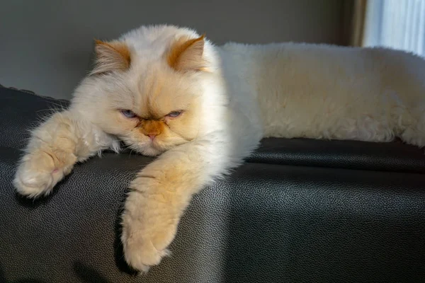 Gato persa sentado en un sofá mirando a la cámara —  Fotos de Stock
