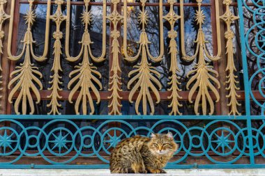 Cami önünde oturan kediler