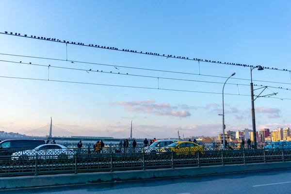 Pássaros sentados em linhas de energia sobre céu claro — Fotografia de Stock